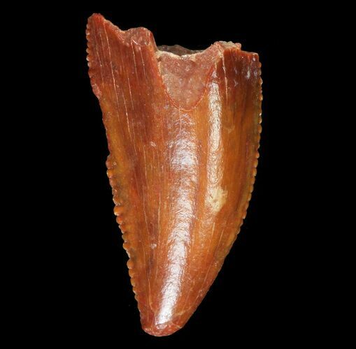 Serrated, Raptor Tooth - Morocco #72622